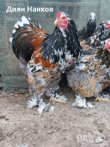 Разплодни яйца , снимка 12 - други­ - 49704952