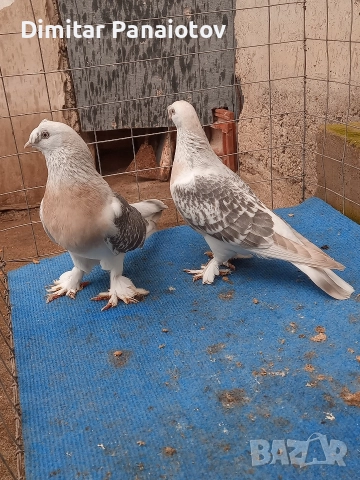 мардини, снимка 6 - Гълъби - 52183181