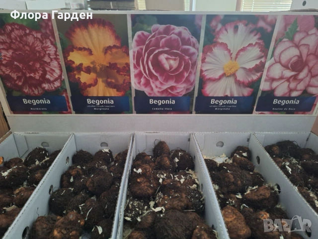 БЕГОНИЯ - Грудки -10 % от посочените цени, снимка 15 - Сортови семена и луковици - 49235759