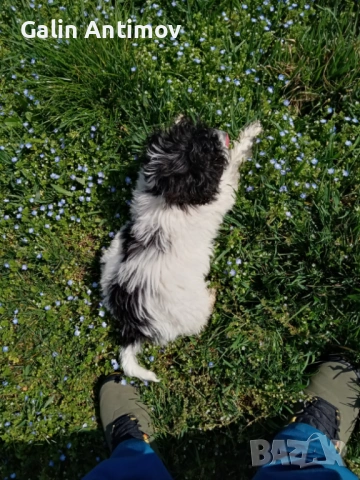 Кокер лагото, снимка 7 - Кокер шпаньол - 54045910