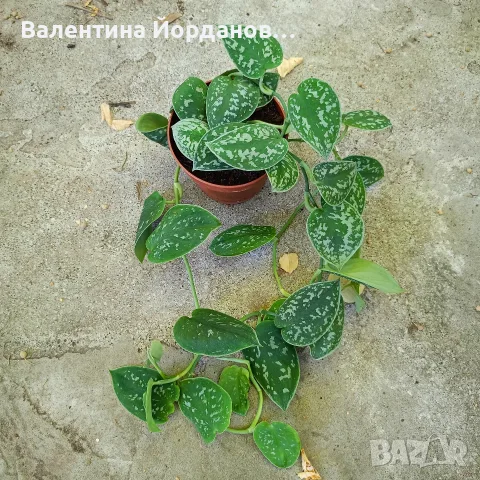 разкошни растения каскадни 