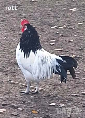 Петел и кокошка