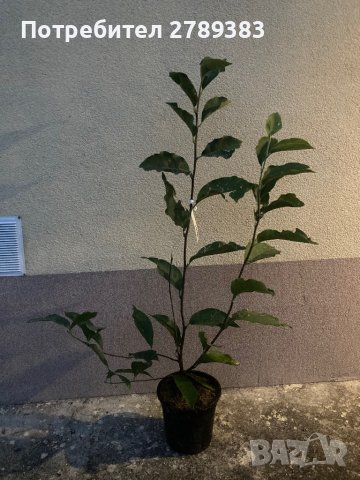 Cуланжова магнолия ( Magnolia soulangeana ) 30-50 см, снимка 2 - Градински цветя и растения - 42275313