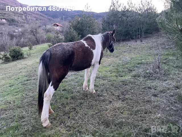 Продавам кубила, снимка 4 - Коне - 55879449