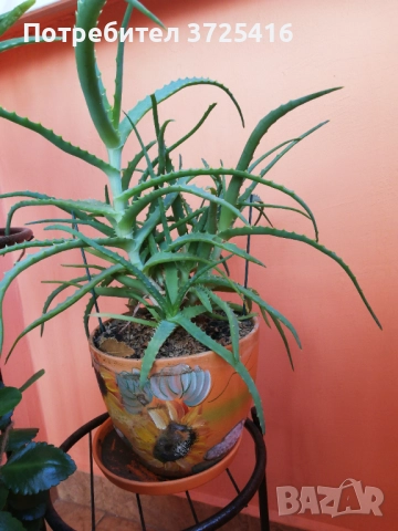 Алое в декоративна саксия, снимка 4 - Стайни растения - 50980938