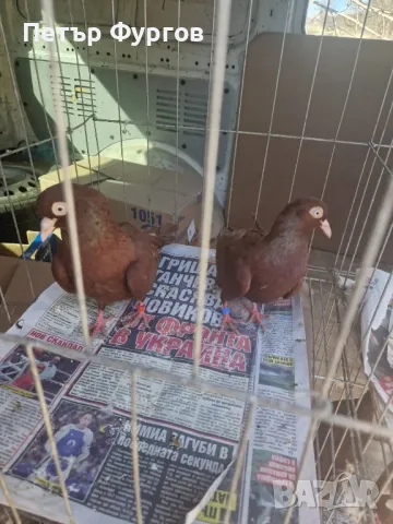 Продавамчифт  Софийки    червени    донеци, снимка 2 - Гълъби - 49415824