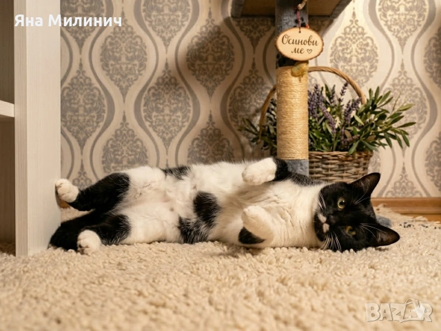 Подаряват се две прекрасни души!, снимка 3 - Други - 54125511