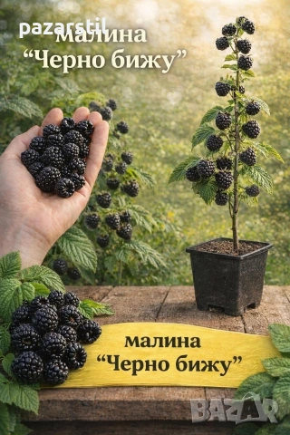 Черна малина