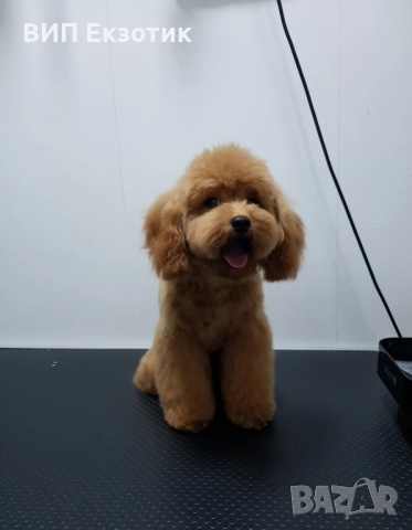 ПРОДАВА МИНИ ПУДЕЛ, снимка 1