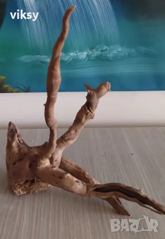 Корени азалия, снимка 2 - Други - 49245848