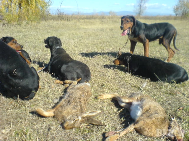 Гончета обучени за лов , снимка 4 - Гонче - 52086862