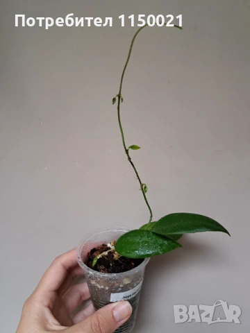 Хоя- различни видове, снимка 11 - Стайни растения - 37646089