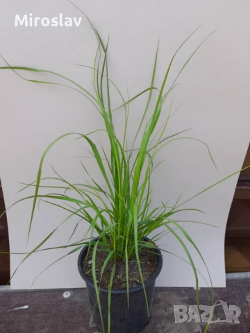 Кортадерия -Пампаска трева, снимка 5 - Градински цветя и растения - 50616332