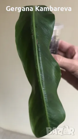 Philodendron Patriciae , снимка 3 - Стайни растения - 55708987