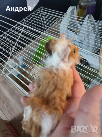 Морски свинчета , снимка 2 - Морски свинчета - 52919769