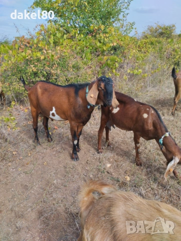 Продавам англонубииски пръч, снимка 4 - Кози - 53154003