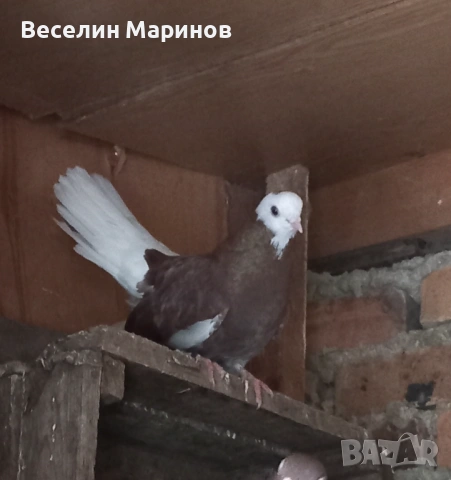 продавам  белослатински гьлаби, снимка 2 - Гълъби - 53881195