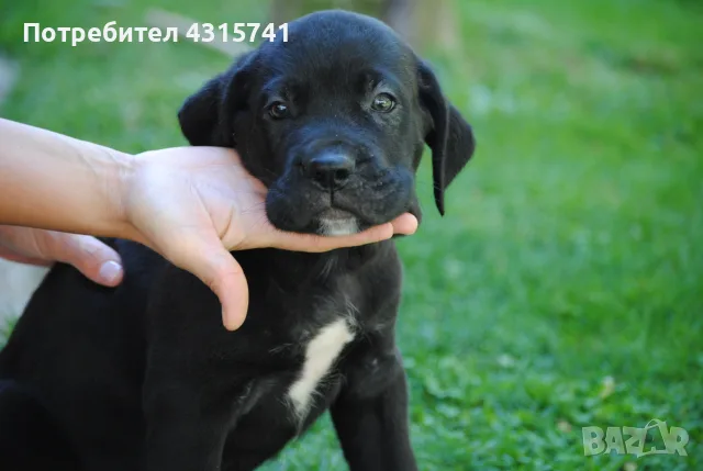 Кане корсо -момичета и момчета, снимка 2 - Кане корсо - 55728415