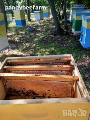 БИО пчелен мед Акация, Мащерка, Шипка, Див синап, Явор, снимка 2 - Пчелни продукти - 37347518