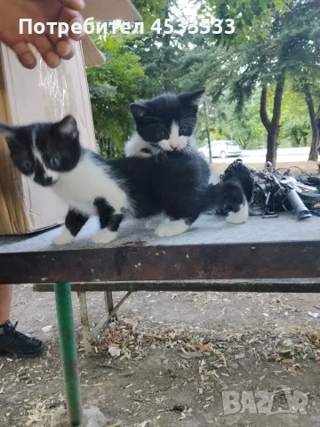 Подарявам котенца, снимка 5 - Други - 55933996