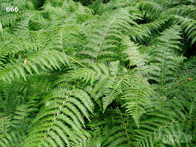 Папрат корени листа за декорация , снимка 3 - Стайни растения - 39674058