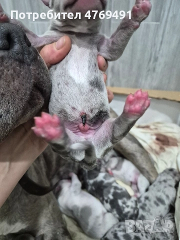 XL American bully's с родословие и сертификати , снимка 9 - Американски стафордширски териер - 53882558