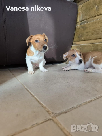 мини Джак Ръсел териер 