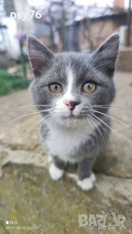 Сиво малко котенце си търси дом, снимка 8 - Други - 52860061