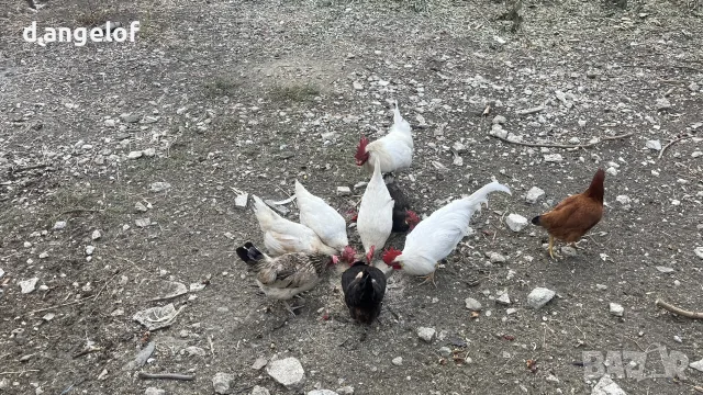носачки и петле
