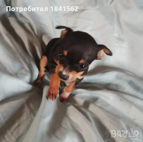 Продава се женски пинчер , снимка 2 - Пинчер - 56520624