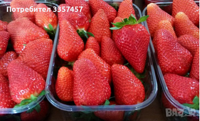 Prodavam korencheta celogodishni qgodi sort Monterei, снимка 6 - Разсади - 44673077