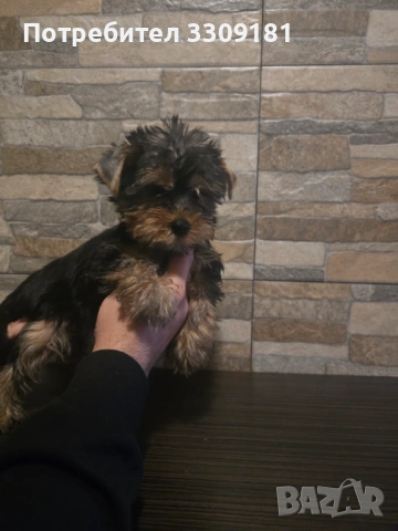 Йоркширски териер , снимка 4 - Йоркширски териер - 53938415