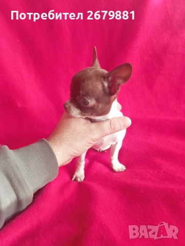 Момиче бяло с шоколад, снимка 3 - Чихуахуа - 52421954