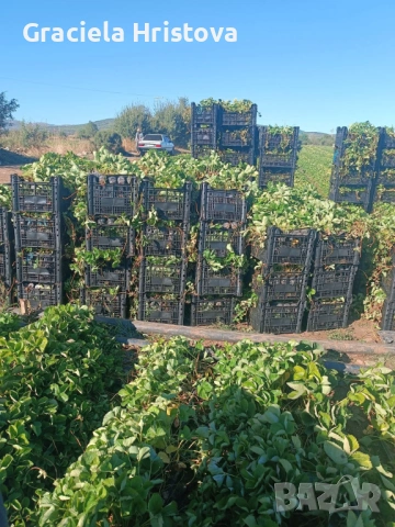 Продавам здрав разсад ягоди , снимка 7 - Градински цветя и растения - 53912419