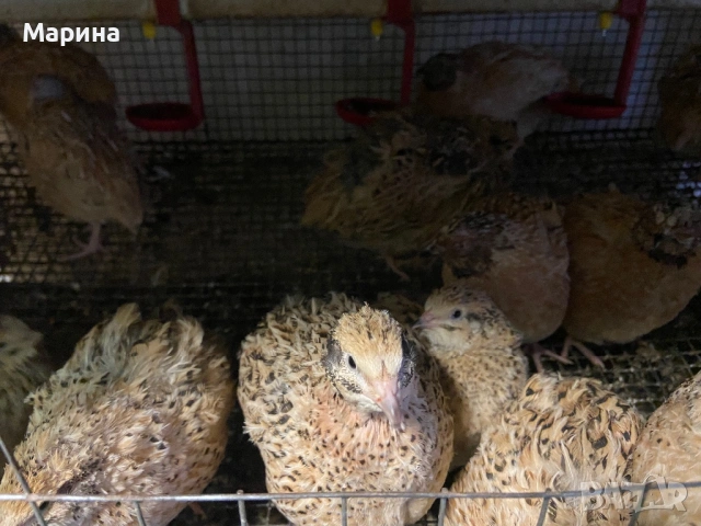 Мъжки пъдпъдъци, снимка 4 - други­ - 54129950