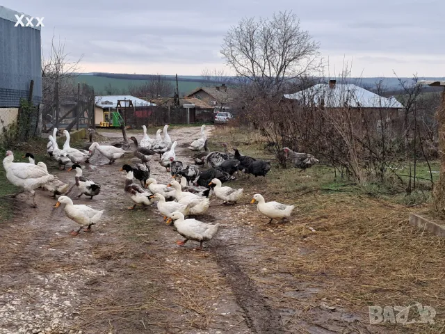 Гъски, пуйки и патки. Зайци белгийски великан., снимка 1 - Патици и гъски - 40604731