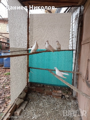 Продавам млади старозагорски бели гълъби високолетачи , снимка 7 - Гълъби - 52881884