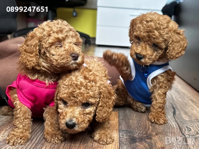 Пудел той , снимка 1