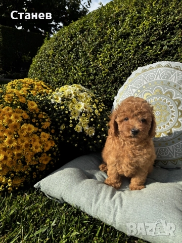 Мини пудел момче и момичета с генетични изследвания / Mini Poodles, снимка 4 - Пудели - 56439896