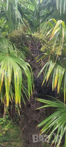 продавам семена от Палма TRAHICARPUS 