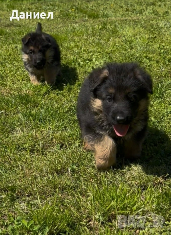 Немска овчарка