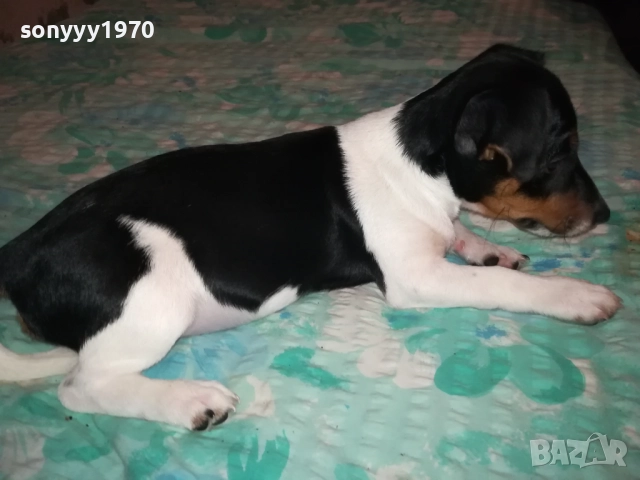 ДЖАК РЪСЕЛ-СЛАДУРАНА ОТ ВИДИН НА 90 ДЕНА 1911251523, снимка 2 - Джак ръсел териер - 52467496