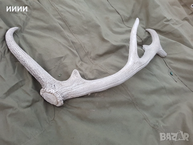 Еленов рог, снимка 2 - Антикварни и старинни предмети - 52650223