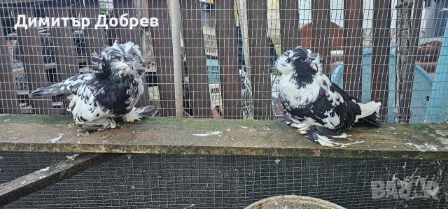 Тигрови бухари , снимка 4 - Гълъби - 53235304