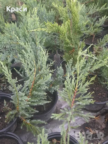 Хвойна сабина, снимка 3 - Градински цветя и растения - 47509808