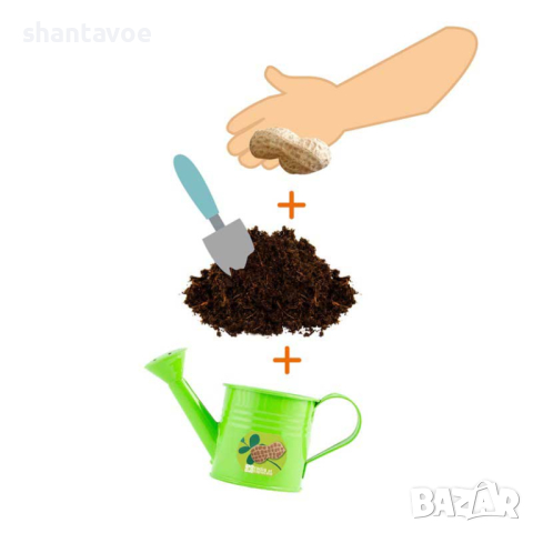 Фъстъци за посаждане в метална лейка и пръст, снимка 2 - Градински цветя и растения - 44602024