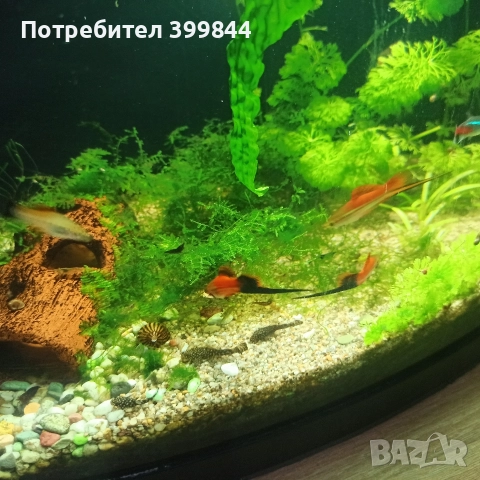 продавам мъжки риби