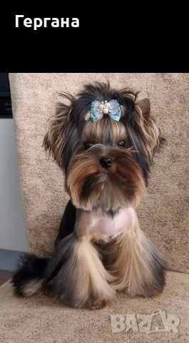 Мини йоркширски териер .