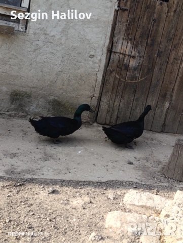 Каюга , снимка 3 - други­ - 54259015