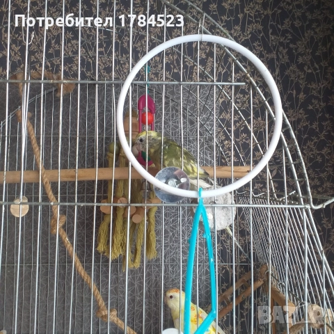 Бебе поен папагал, снимка 5 - Папагали - 52626927